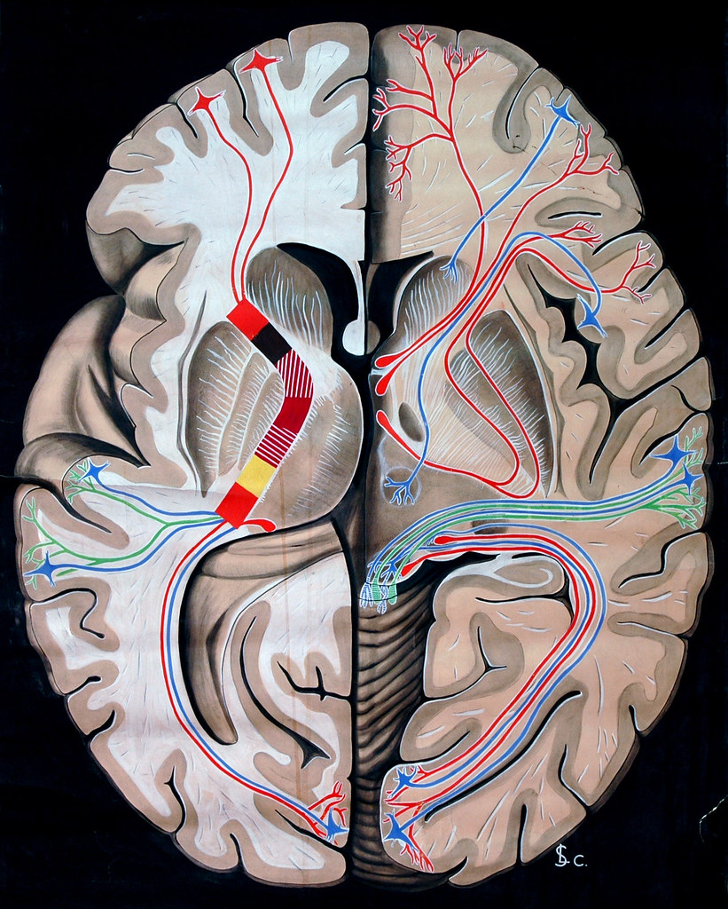human brain systems