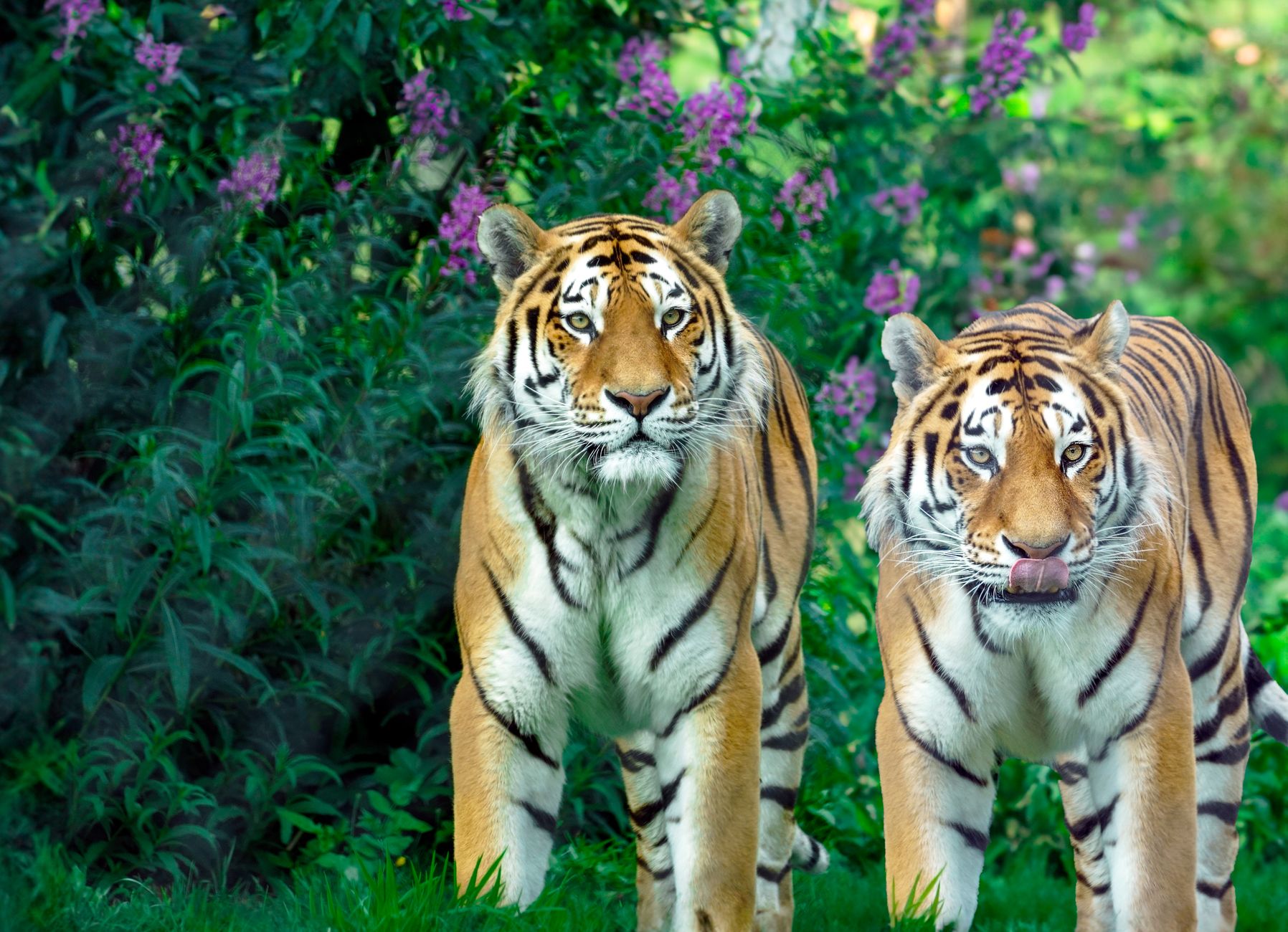 Siberian tiger euthanised