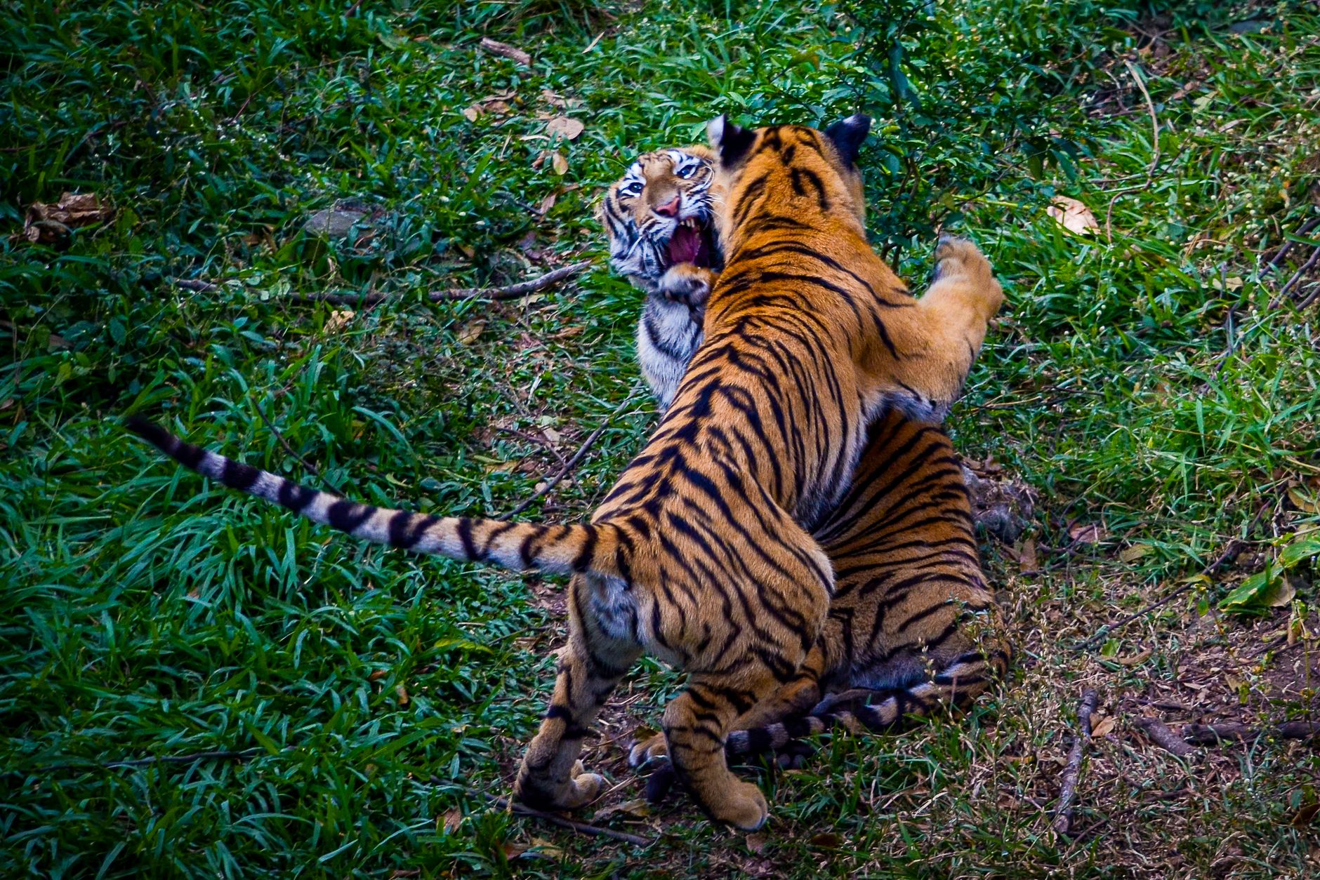 Tiger Shroff assassination bid